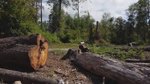 Best Root Management and Removal  in Juniper Canyon, OR