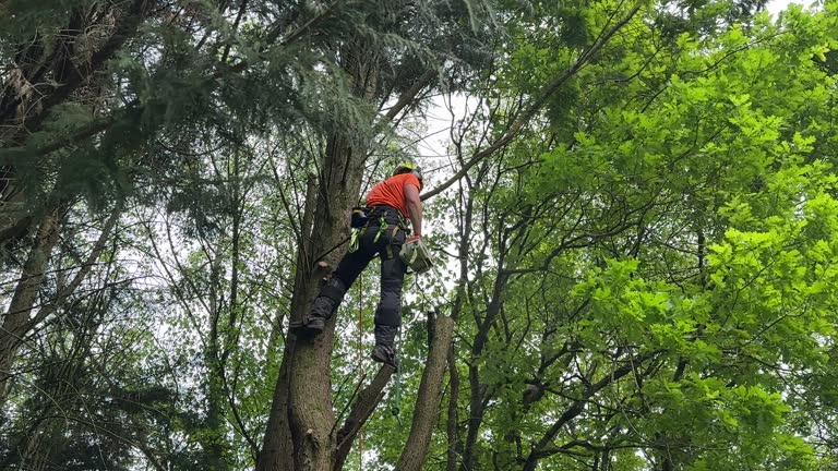 How Our Tree Care Process Works  in  Juniper Canyon, OR